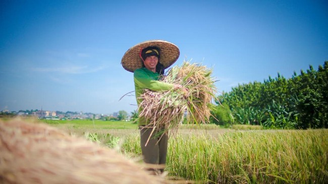 Produksi Beras Indonesia Dipuji FAO, Ketahanan Pangan Nasional Tunjukkan Tren Positif