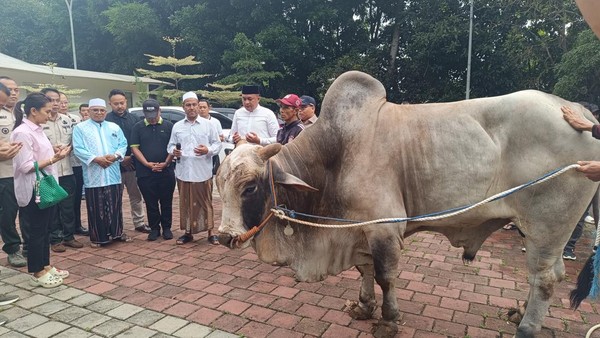 Pemerintah Gelontorkan APBN Rp100 Miliar untuk Sapi Kurban Presiden Prabowo